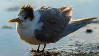 Everything you need to know about Australia's bird flu surge post image