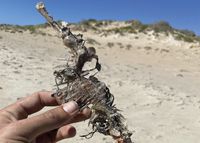Opposition seeks transparency on bloom report post image
