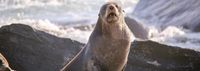 Bird flu outbreak: Second seal case under watch post image
