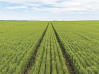 Highly regarded and tightly held Yorke Valley farming district post image