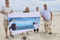 Helping hooded plovers survive on local beaches post image