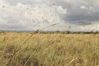 Farmers on high alert after mice, locust numbers rise post image