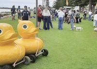 It’s a quack up — ducks race again at Broughton post image