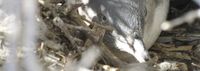 Why are Troubridge’s penguins missing out? post image