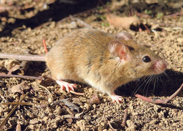Fight for high-strength mouse bait continues post image