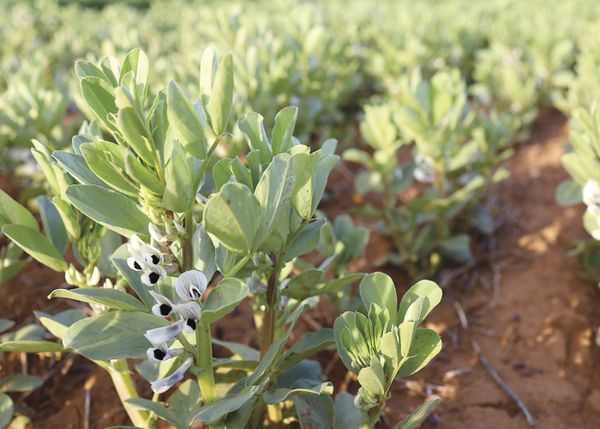Renewed effort to supercharge faba beans post image