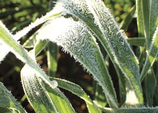Frost a challenge for Australian wheat production post image