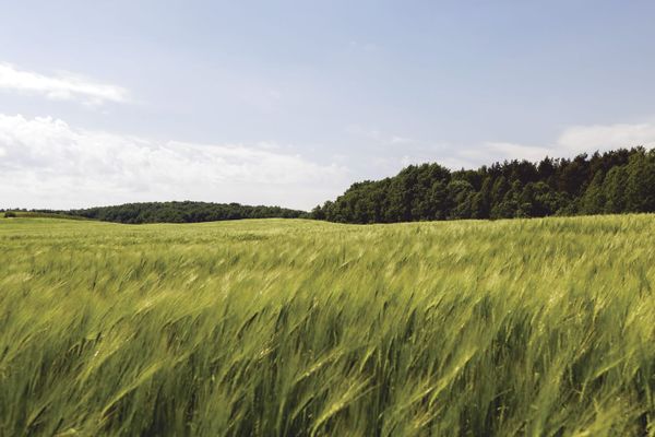 Grain forecast jumps as farmers eye bumper crop post image