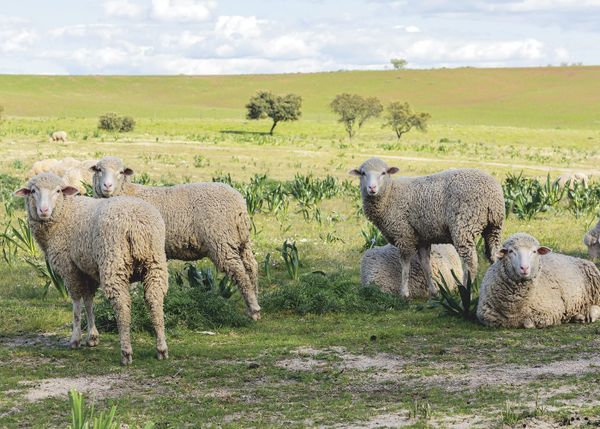 Merino resilience written in the genes post image