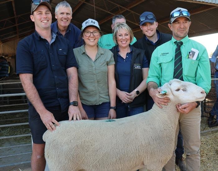 Jandebrey rams for best prime lambs post image