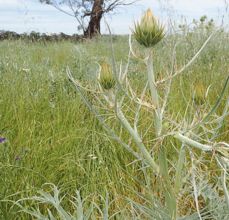 Stop the spread of invasive weed post image