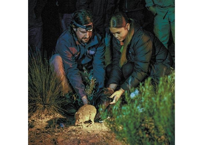 More bettongs land at Innes post image