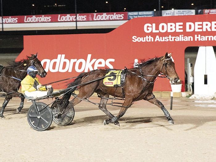 YP harness racing news post image