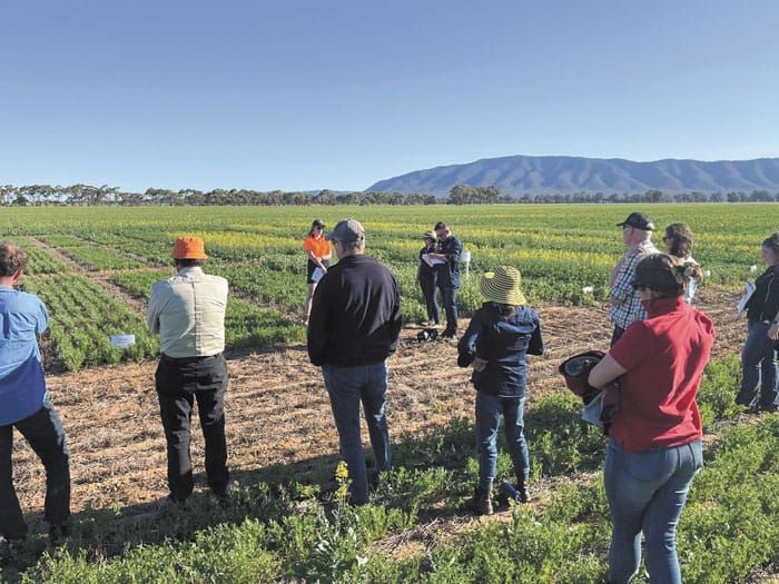 Grain legume initiative to close the yield gap post image