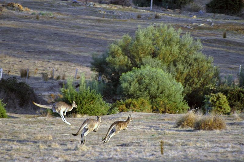 Annual kangaroo survey underway post image