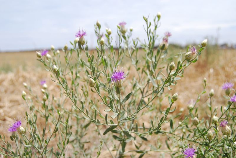Weeds expected to arrive following rain post image