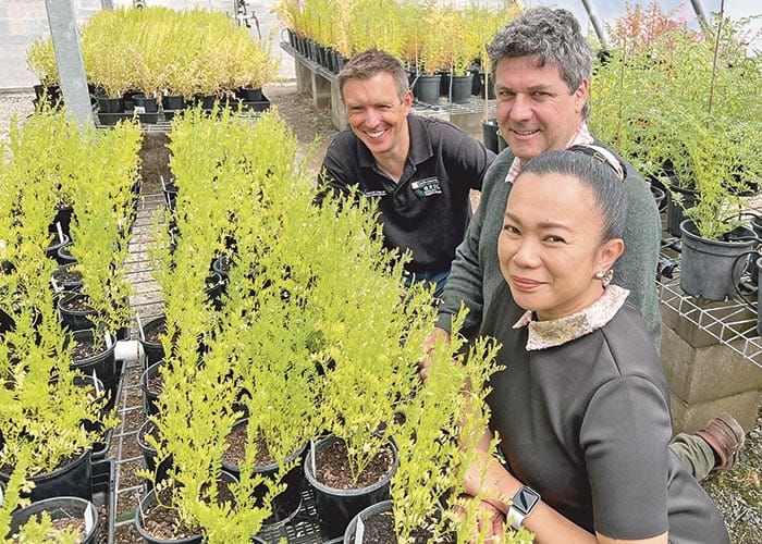 Discovery to improve lentil choices post image