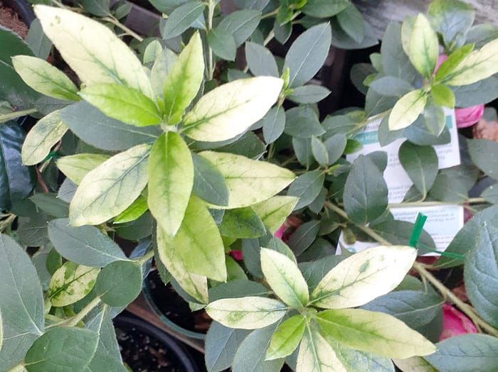 Overwatch blamed for bleaching plants post image