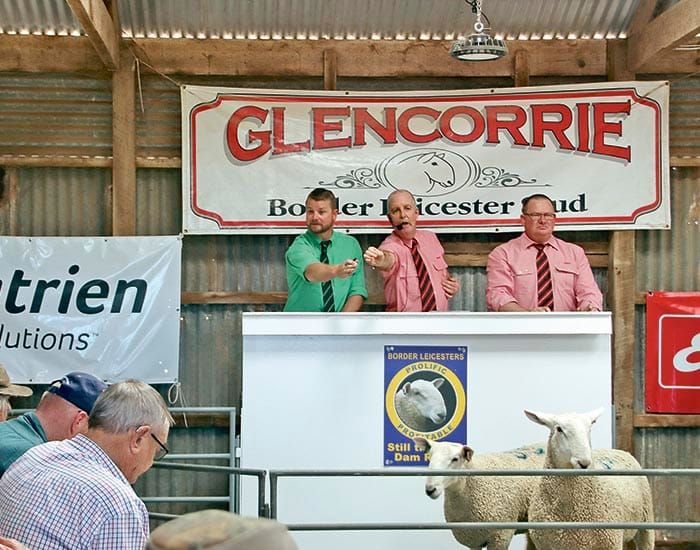 Glencorrie overcomes bushfire to record “awesome” ram sale post image