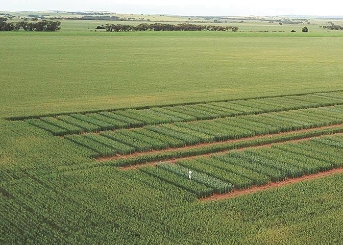 GRDC releases new crop guide post image