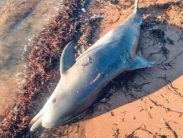 Stranded dolphin returned to the sea at Tiddy Widdy Beach post image