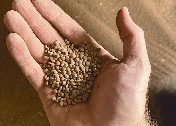 Lentil processing plant in the works post image