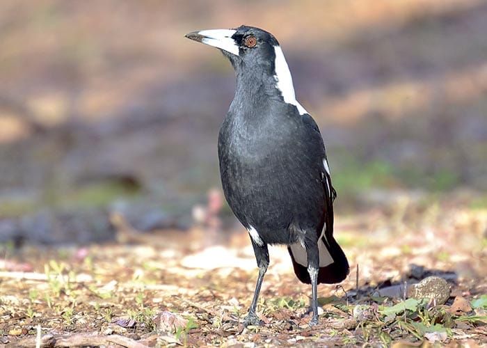 Sweeping warning for swooping bird post image
