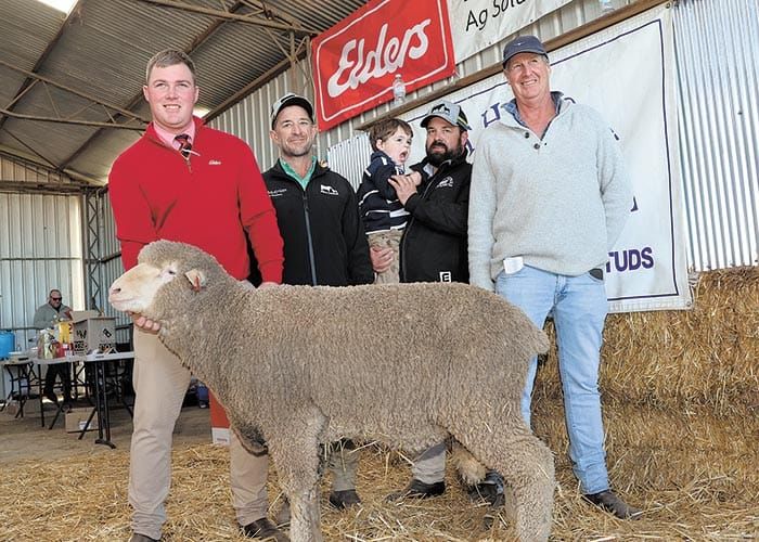 Auction season begins with $7k ram at North Cowie post image