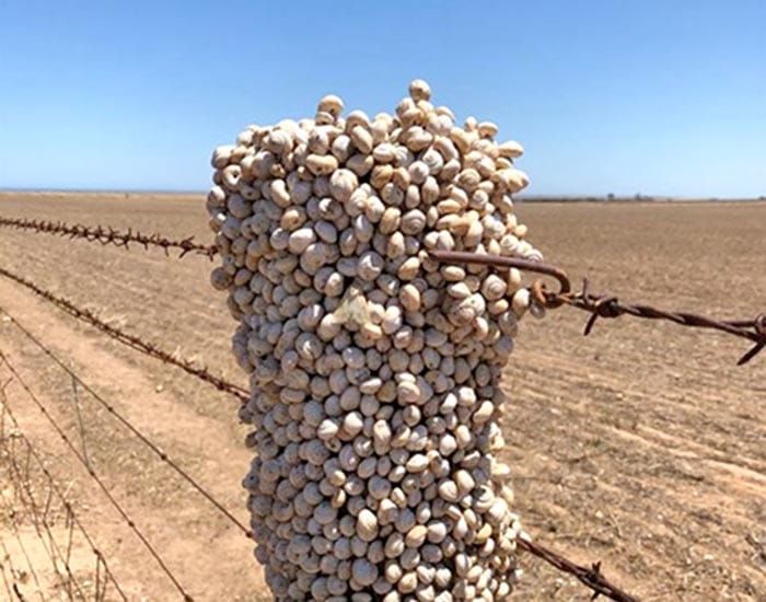 Garlic stops snails in tracks post image