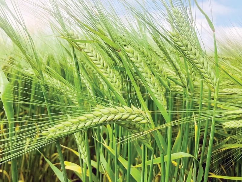 Two varieties classified for malting post image