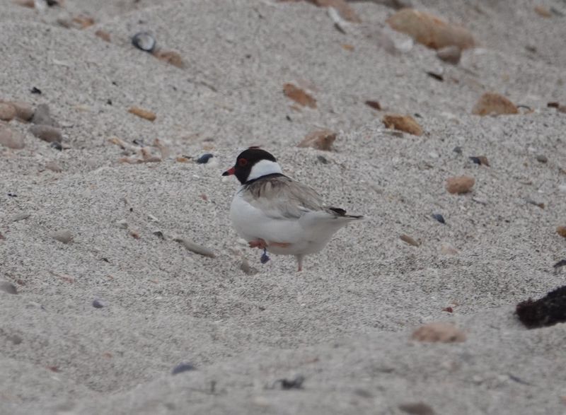 The great plover rescue post image