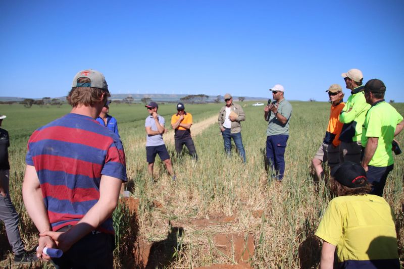 NYP growers take a crop walk post image