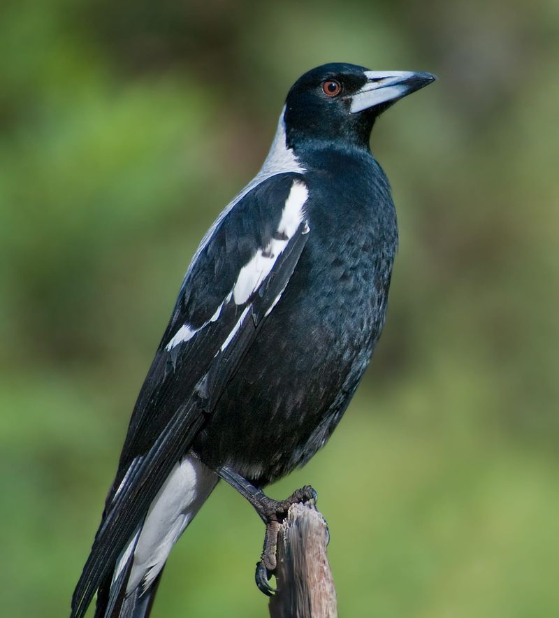 Look out! Magpies about post image