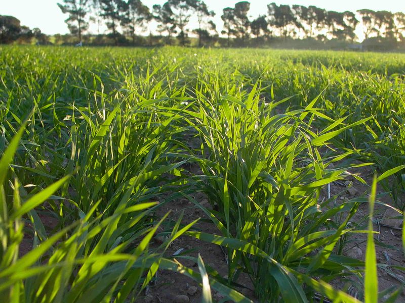 Soil moisture helps producers to sow early post image