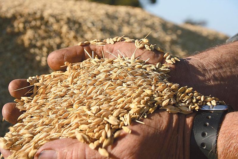 Grains Research Update coming post image