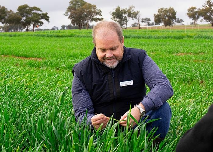 Updated NVT disease ratings a vital tool for looming stripe rust risk post image