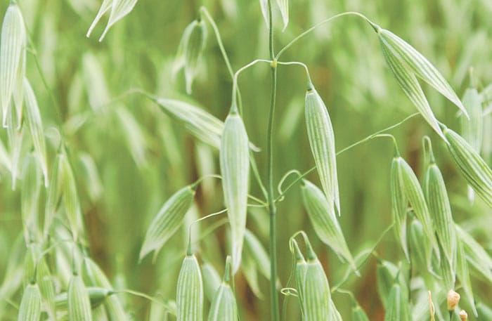 Herbicide given approval post image