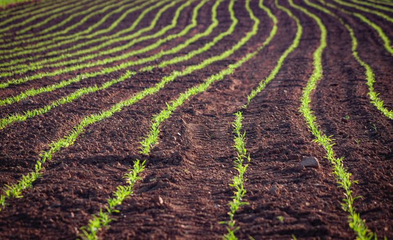 Ag land prices to defy COVID-19 downturn post image