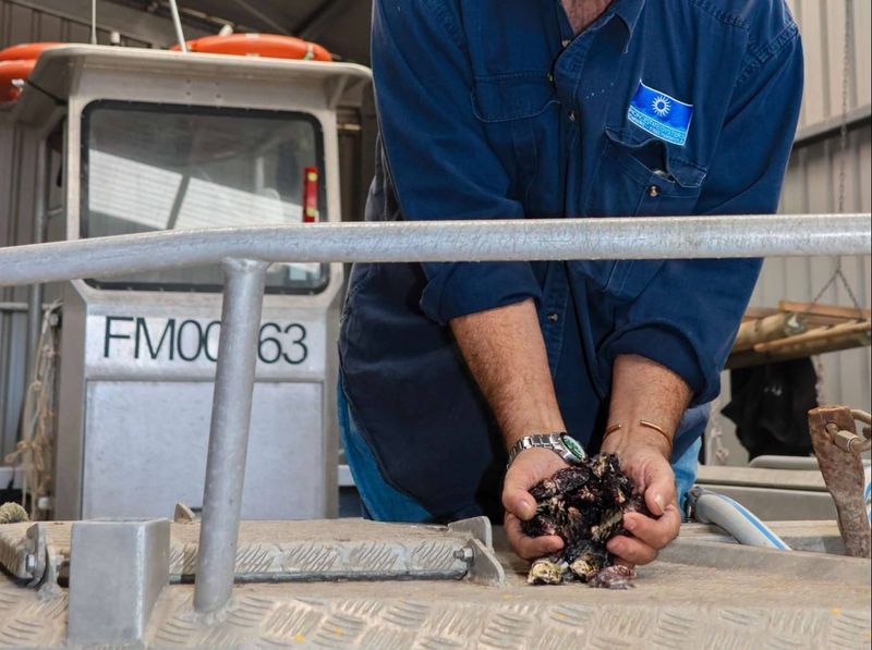Brevetoxin in Stansbury oysters at concerning levels post image