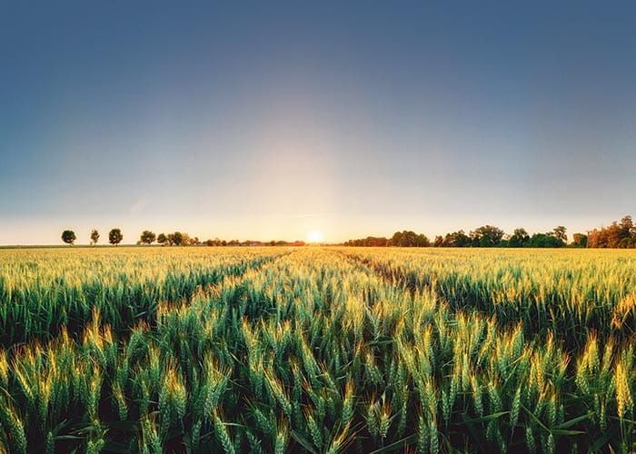 GPSA to hold grain storage workshop post image