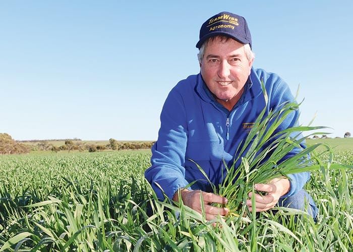 Subsoil moisture helping to keep grain season on track post image