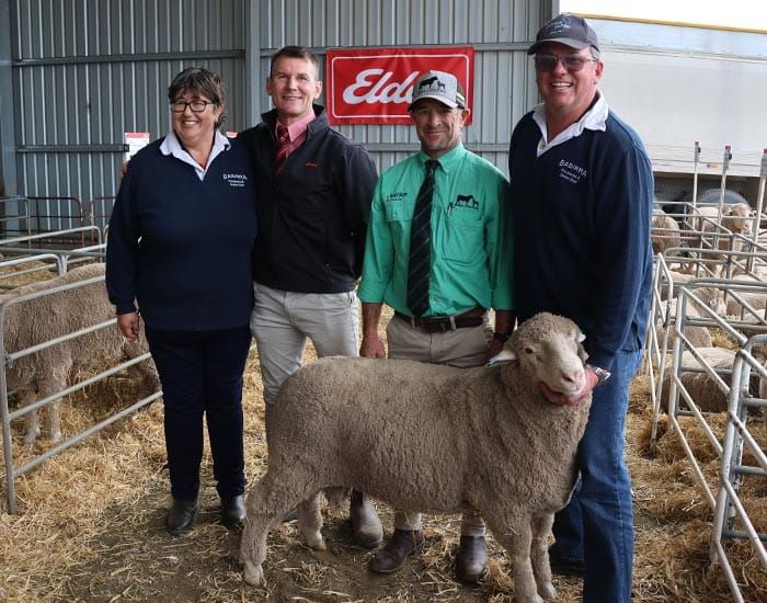 Poll Merinos and Dohnes on offer at Babirra post image