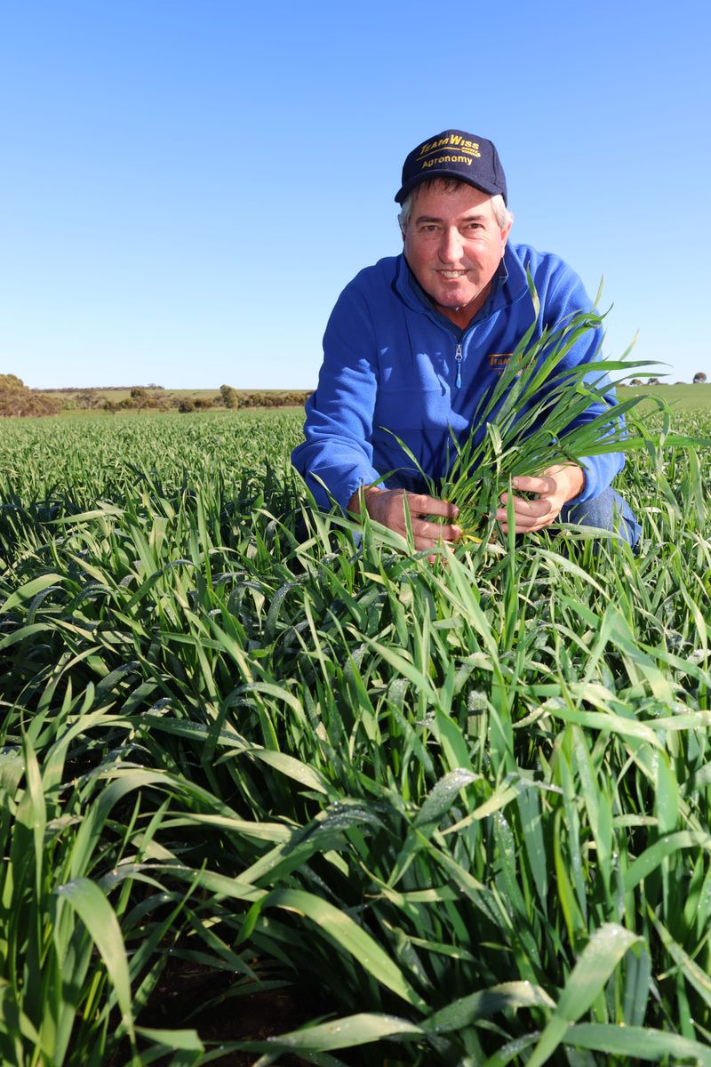 Sub soil moisture helping to keep grain season on track post image