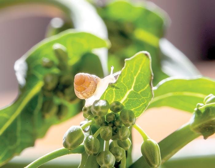 New project targets snail and slug control in grain crops post image