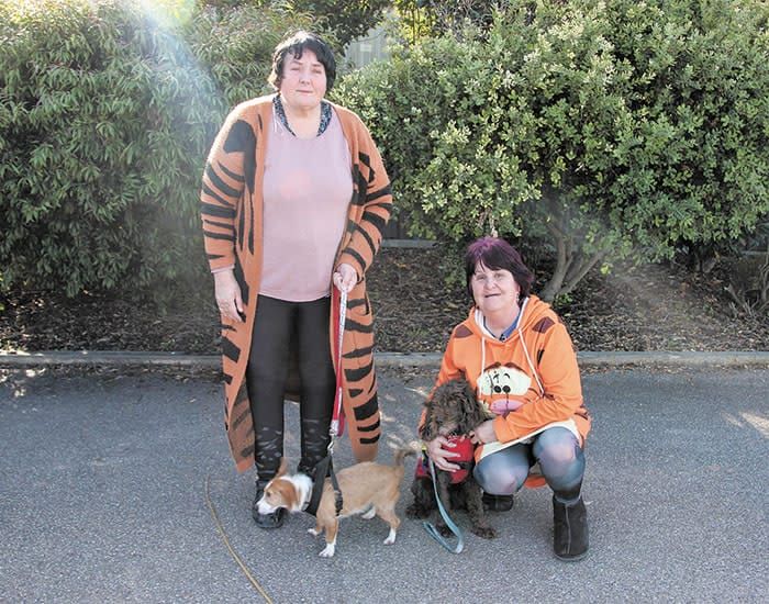 Be mindful of assistance dogs post image