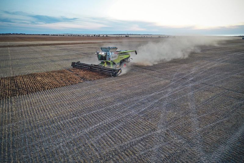 Varying harvest on central YP post image