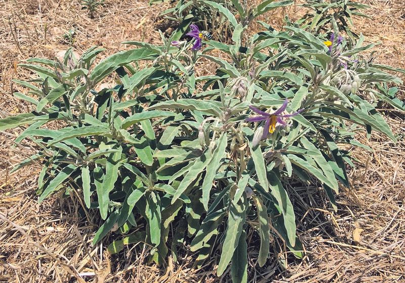 Silverleaf nightshade a pest plant nightmare post image