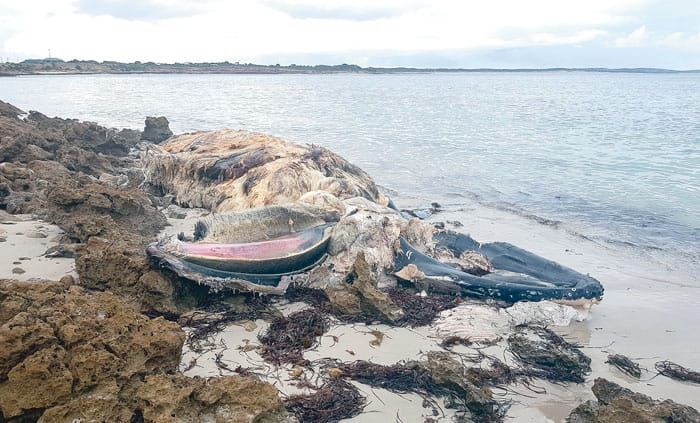 Whale found on SYP beach post image