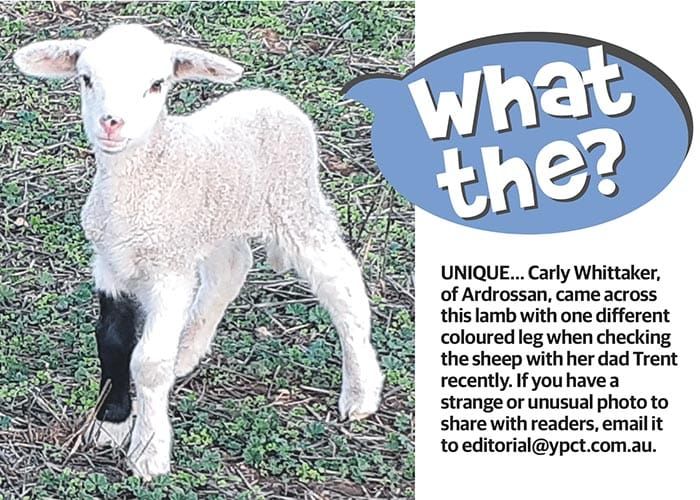 What the? post image