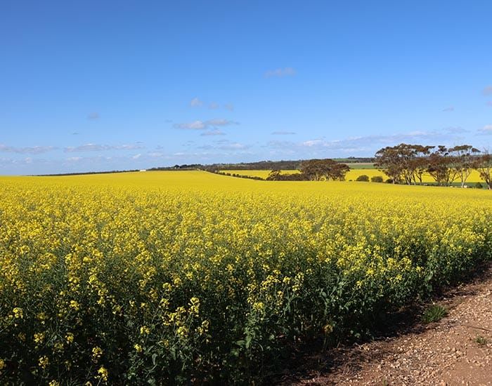 Canola crops ‘out of bounds’ post image